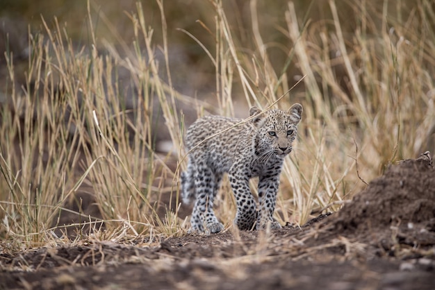 Fierce-looking african baby leopard with a blurred background