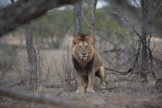 Fierce-looking male lion with a blurred background