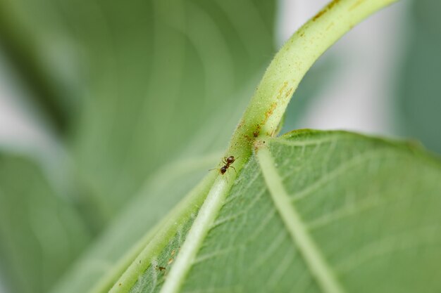 Fig leaf on tree, selective focus.