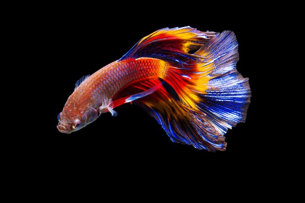 Fighting fish on black background.