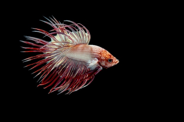 Free photo fighting fish