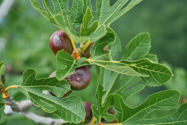 小川の選択的な焦点の上のイチジクの木の枝にあるイチジクの最初の春の果物