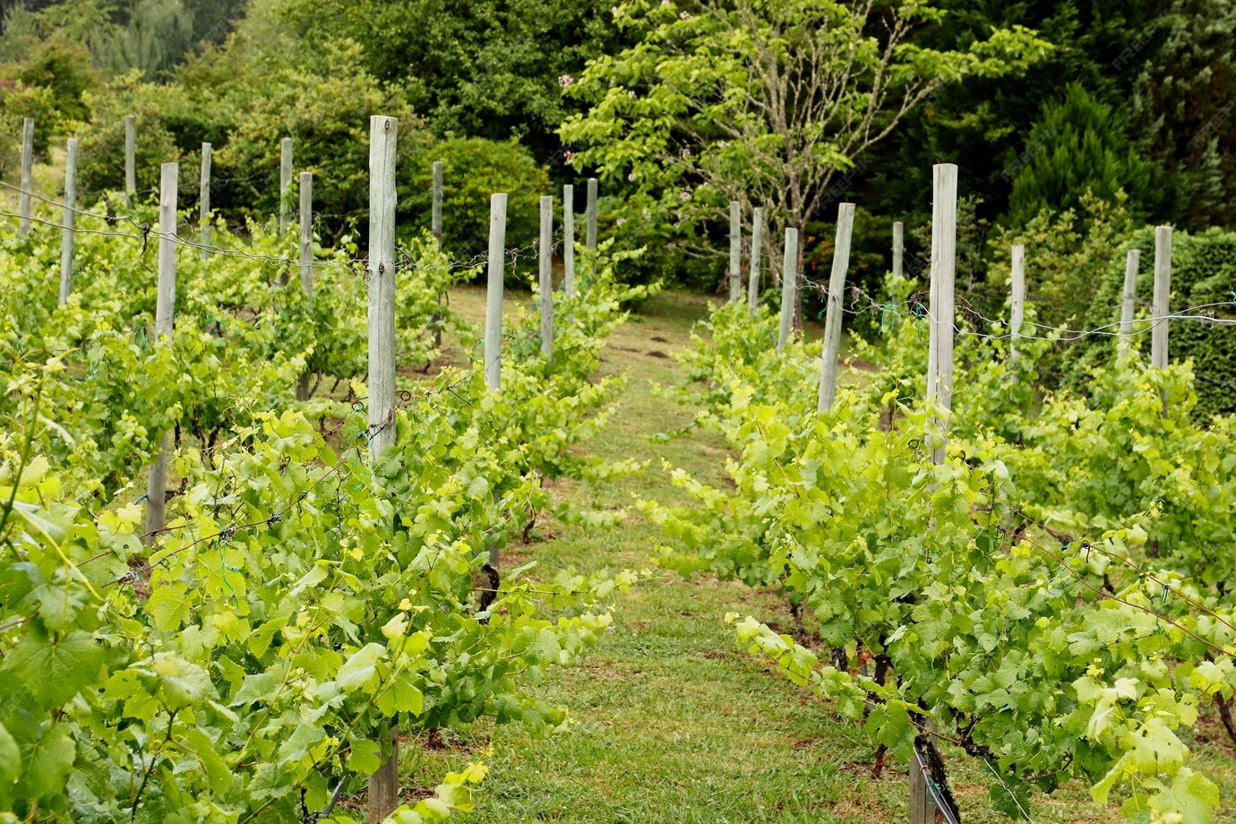 Le cantine biologiche: l’innovazione nel vino