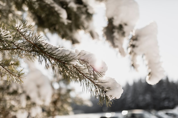 Foto gratuita ramo di abete con neve