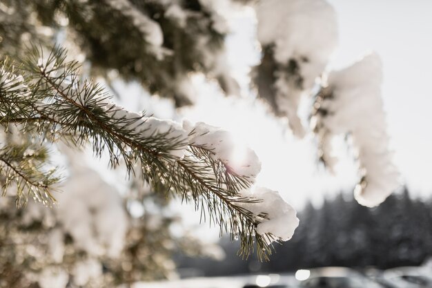 雪のある枝