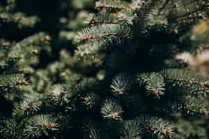 Free photo fir tree branch with needles close up