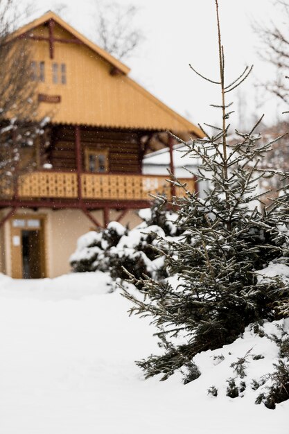 Fir tree and house in winter