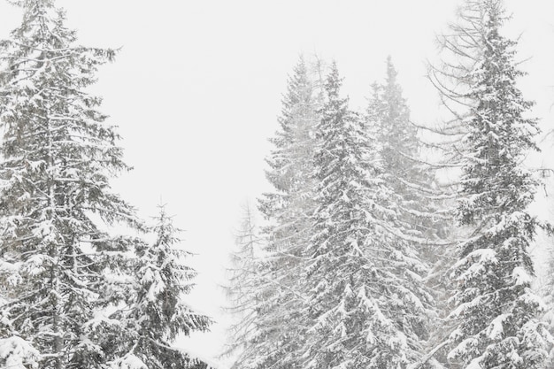 Бесплатное фото Ель покрыта снегом в лесу