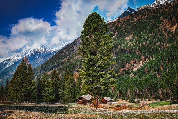 Fir Trees on Mountains