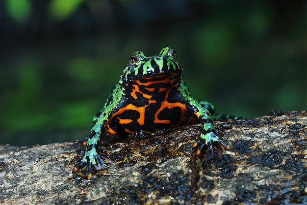 木の動物のクローズアップの火腹ヒキガエルのクローズアップの顔