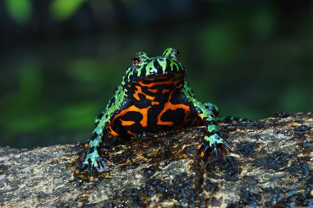 Fire belly toad closeup face on wood animal closeup