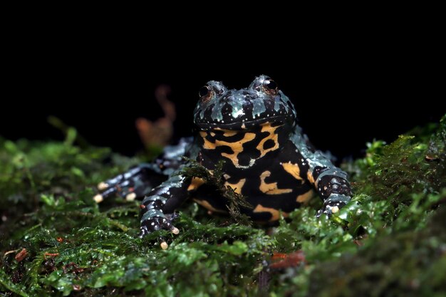 火の腹のヒキガエルのクローズアップ葉の動物のクローズアップの火の腹のヒキガエル