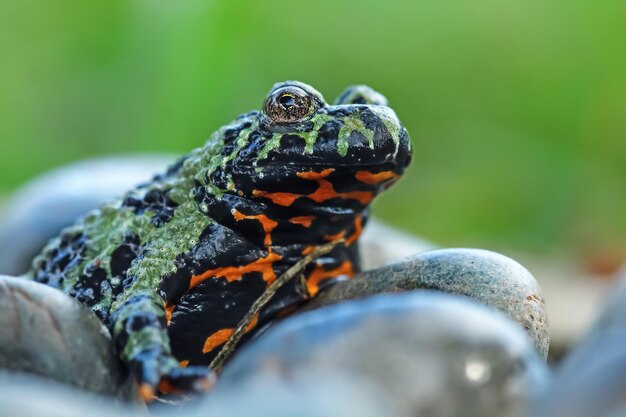 木の動物のクローズアップの岩の火の腹のヒキガエルの火の腹のヒキガエルのクローズアップ