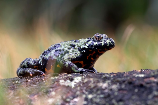 Fire belly toad on wood