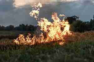 Foto gratuita fuoco nella steppa, l'erba brucia distruggendo tutto sul suo cammino.