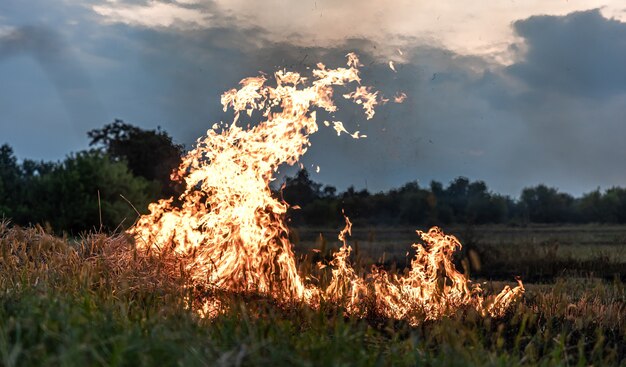 Огонь в степи, горит трава, уничтожая все на своем пути.