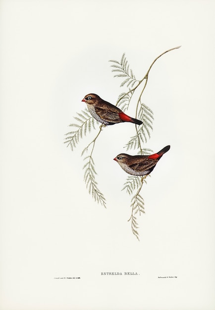 Fire-tailed Finch illustrated by Elizabeth Gould 