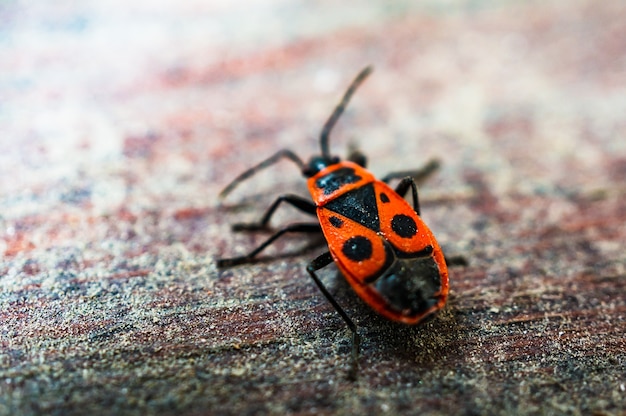 Free photo firebug on wooden surface.