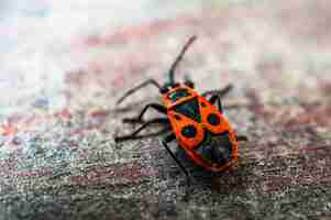 Free photo firebug on wooden surface.