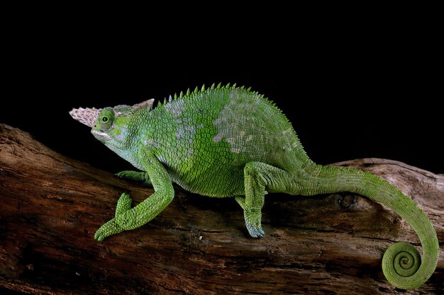 Fischer chameleon closeup with black background Fischer chameleon closeup