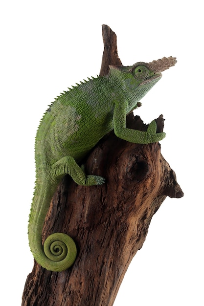 Fischer chameleon closeup with white background Fischer chameleon closeup