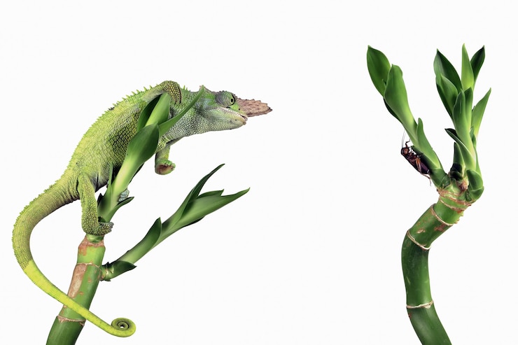 Free Photo fischer chameleon closeup with white background