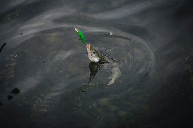 Fish appeared on the surface of water caught in fishing hook