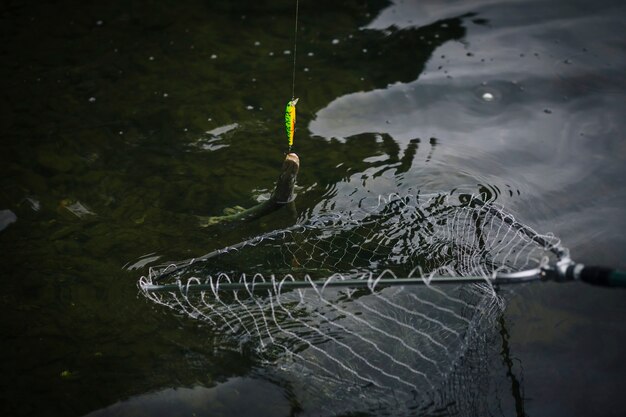 Fish attached to a hook caught in fishing net