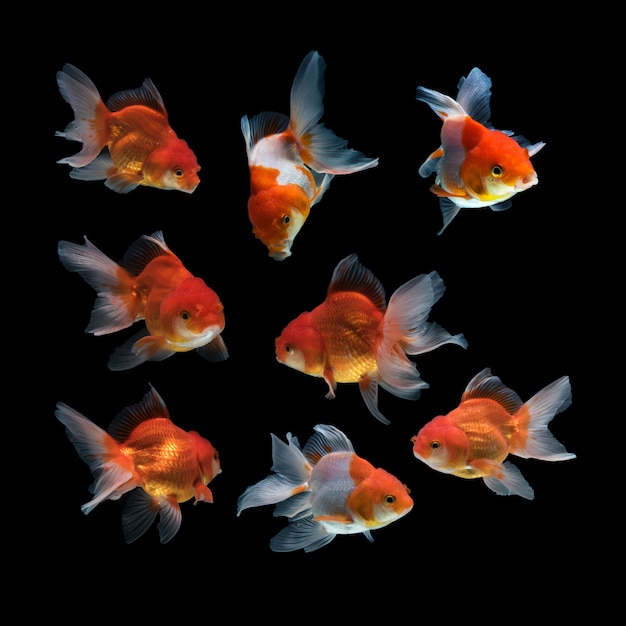 Fish on a black background
