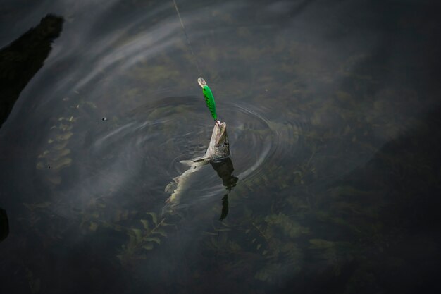 Рыба, пойманная на крючке, появилась на поверхности воды