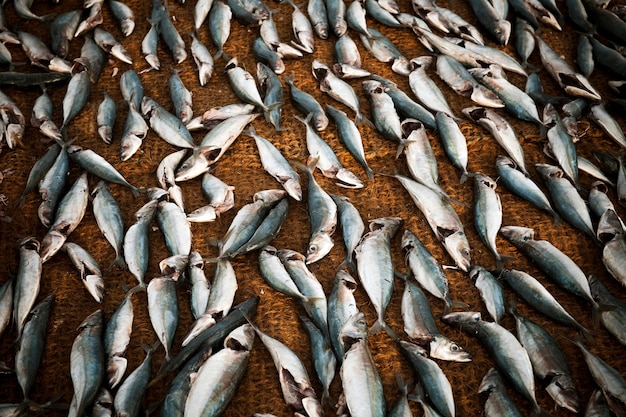 Free photo fish dying on a net