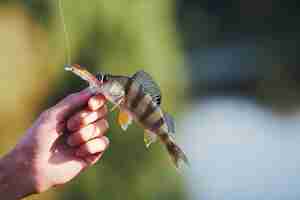 Free photo fish in the fisherman's hand