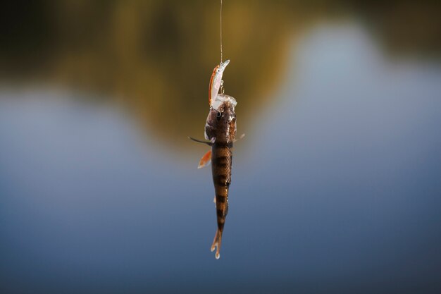 Fish hanging on fishing hook on blur background