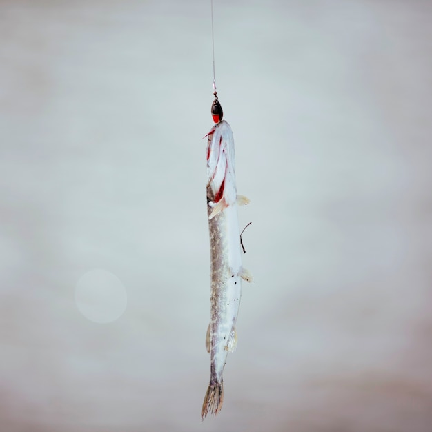 Free photo fish hanging on fishing hook