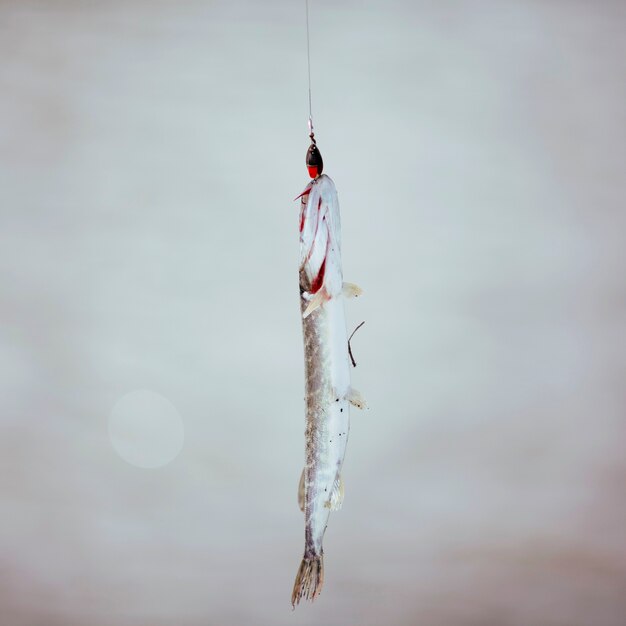 Fish hanging on fishing hook