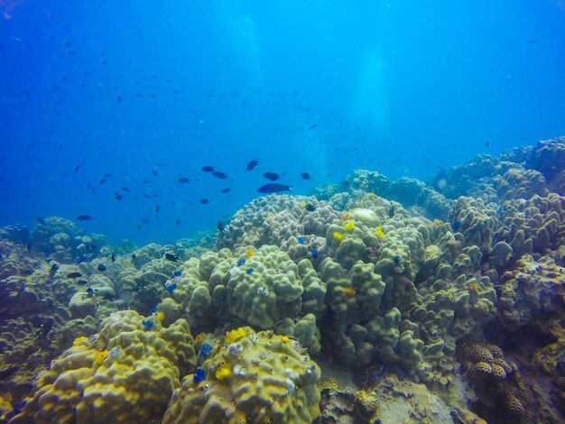 fish lagoon sunlight exotic animal