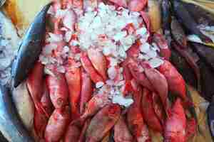 Free photo fish on market counter