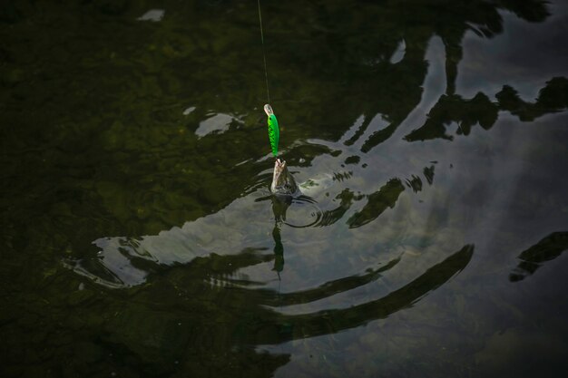 Fish pulled on the surface of water