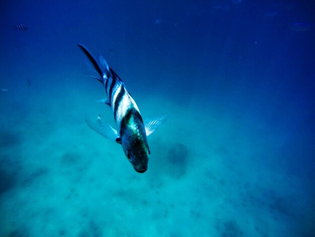 海の魚