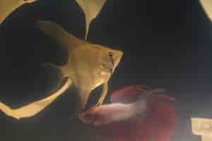 Free photo fish swimming in a dirty tank