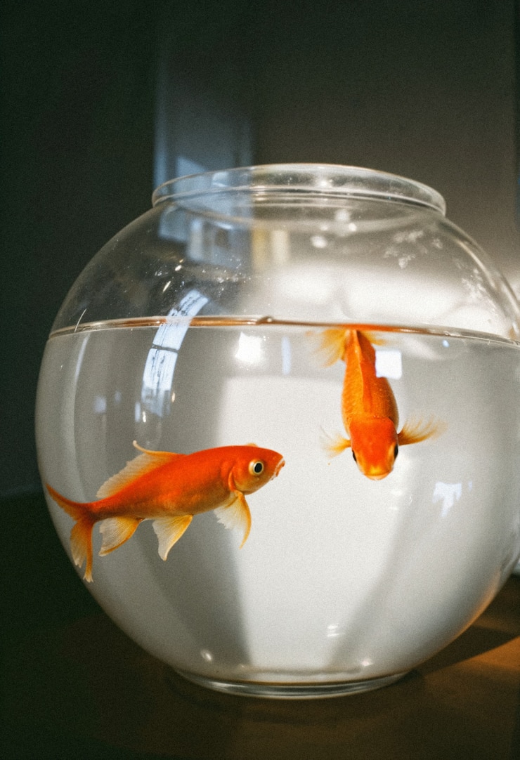 Free Photo fish tank with two goldfish in it
