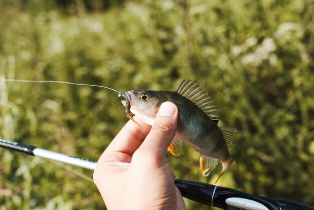 Fisherman's hand holding fish