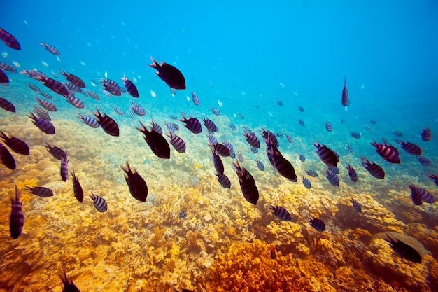 Free photo fishes on coral reef area