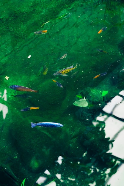 Fishes in a pond