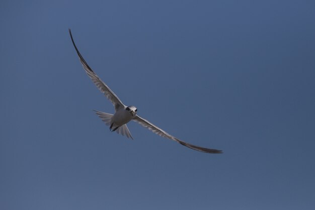 Fishing Least tern, Sternula antillarum