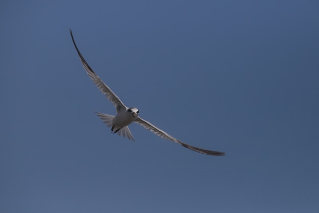 Fishing Least tern, Sternula antillarum