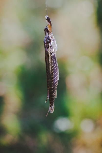 Fishing lure hanging in the fish mouth