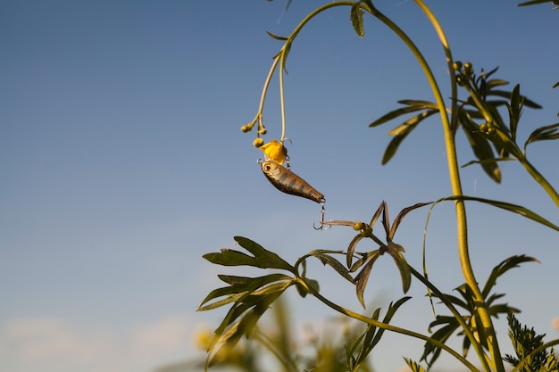 Foto gratuita richiamo di pesca che appende sulla pianta del fiore giallo contro il cielo