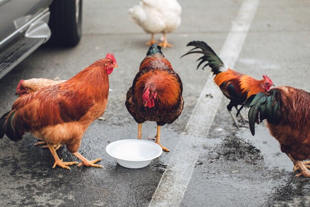 Five assorted-color chickens