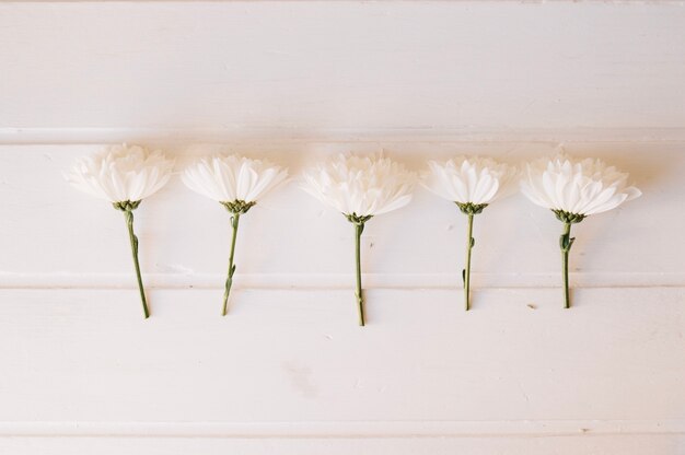 Five daisies on a row over a white wooden table